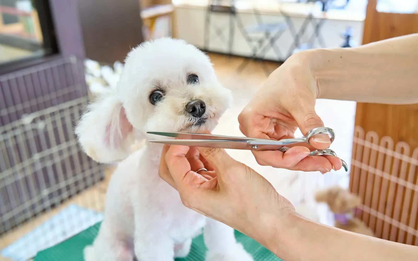 Mascotas y peluquería canina